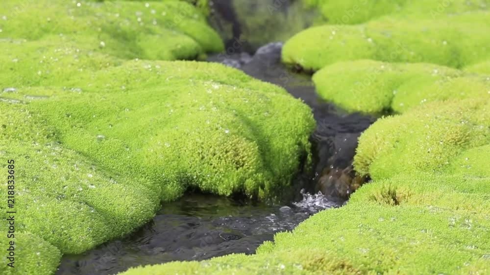 A picturesque mountain stream flowing through thickets of green moss A picturesque mountain stream flowing through thickets of green moss