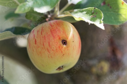 Boring trace of a codling moth (Cydia pomonella) in an apple photo