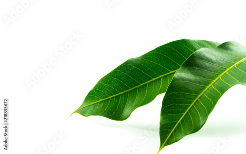 Mango leaves isolated on white background