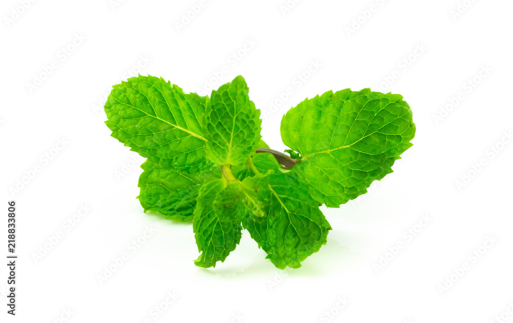 Spaermint fresh isolated on white background Spaermint fresh isolated on white background