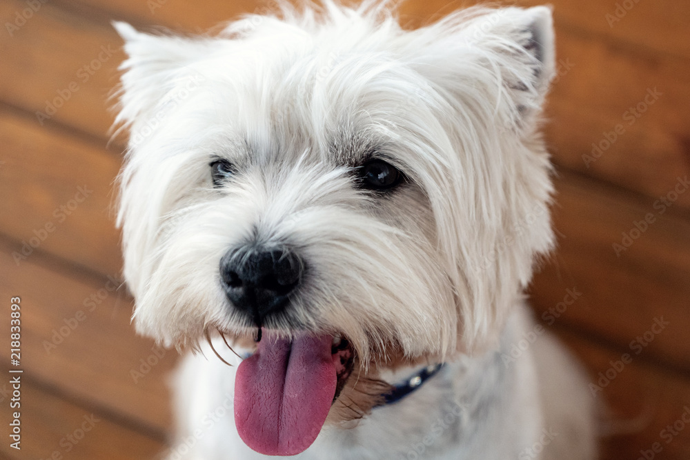 West Highland White Terrier sits on a wooden bench West Highland White Terrier sits on a wooden bench