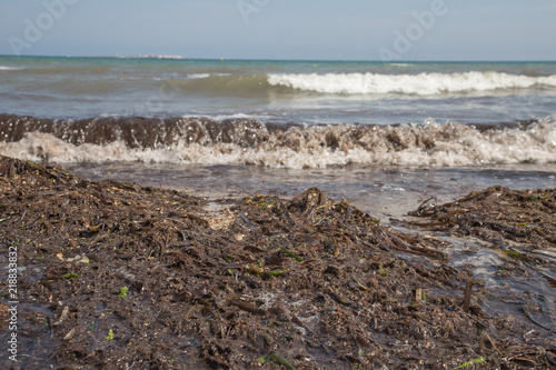 Payment Management Dirty beach of sea algae