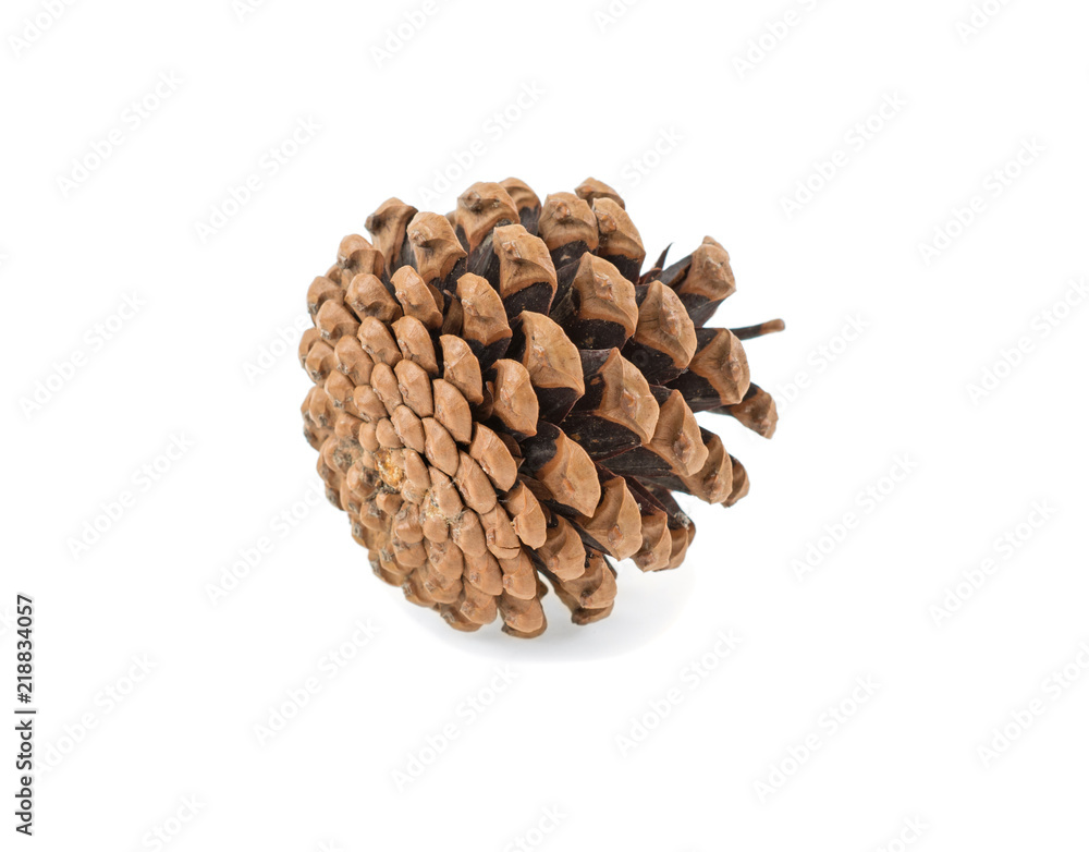 pine cone isolated on white background pine cone isolated on white background