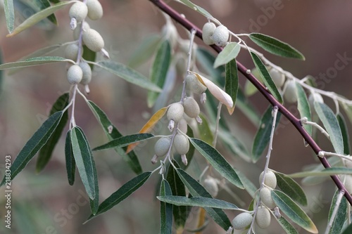 Fruits of a Russian olive (Elaeagnus angustifolia) photo