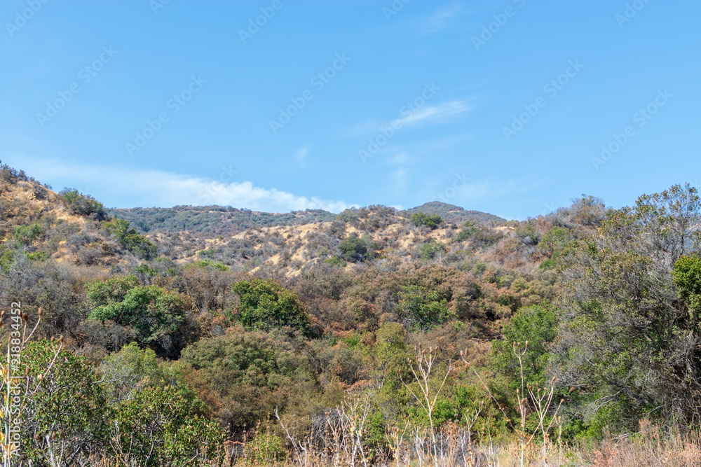 Late summer in Southern California mountains with dry brush and trees and blue sky for copy text