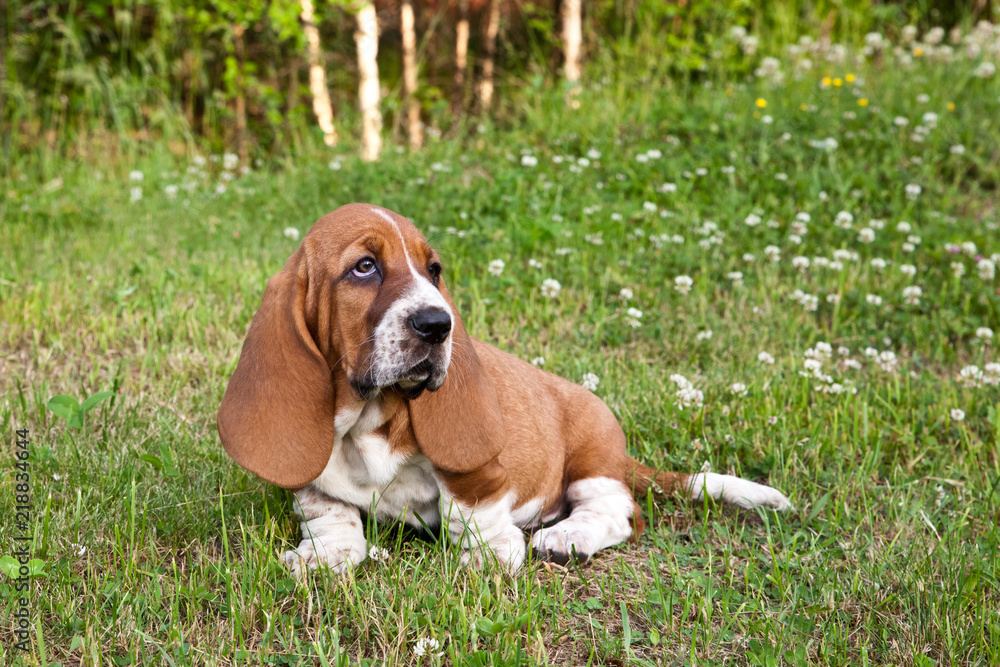 Basset hound puppy sits in a clearing in the green grass in the clover flowers