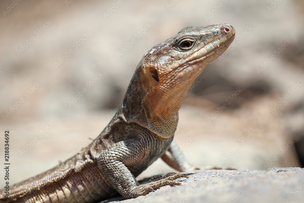 Gran-Canaria-Rieseneidechse, Kanareneidechse, Gekko Gran-Canaria-Rieseneidechse, Kanareneidechse, Gekko