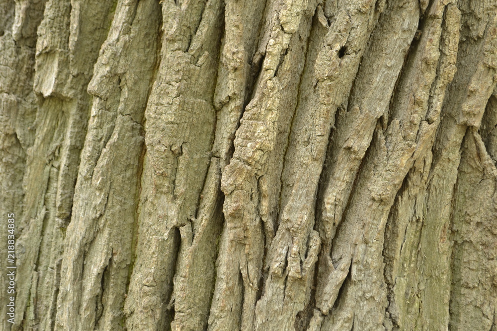 bark of tree bark of tree