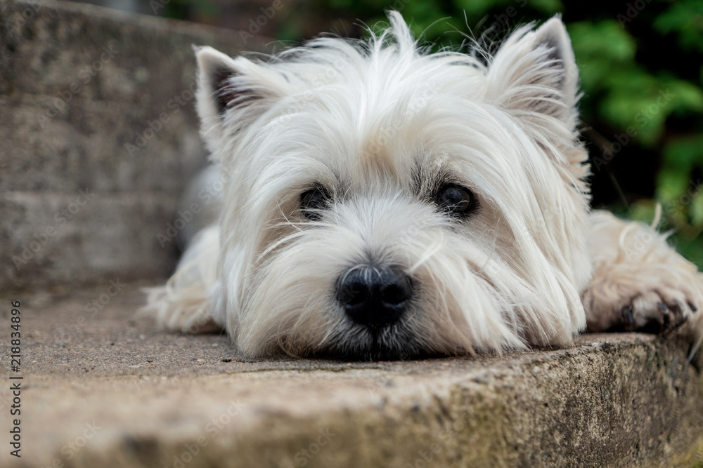 West Highland White Terrier is waiting for its owner West Highland White Terrier is waiting for its owner