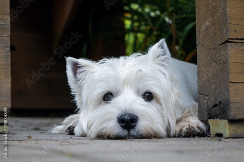 Quadro su tela West Highland White Terrier is waiting for its owner