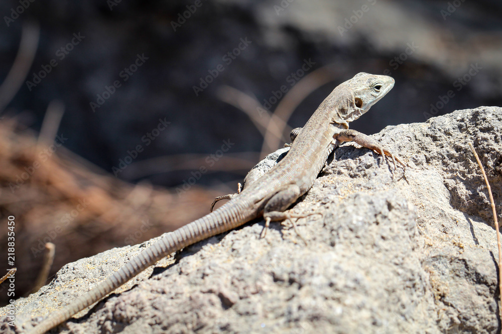 Gran-Canaria-Rieseneidechse, Kanareneidechse, Gekko Gran-Canaria-Rieseneidechse, Kanareneidechse, Gekko