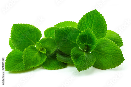 Country Borage leaves isolated on white background