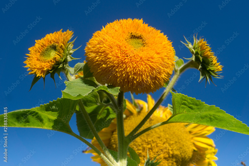 Fototapeta premium Decorative sunflower Teddy Bear