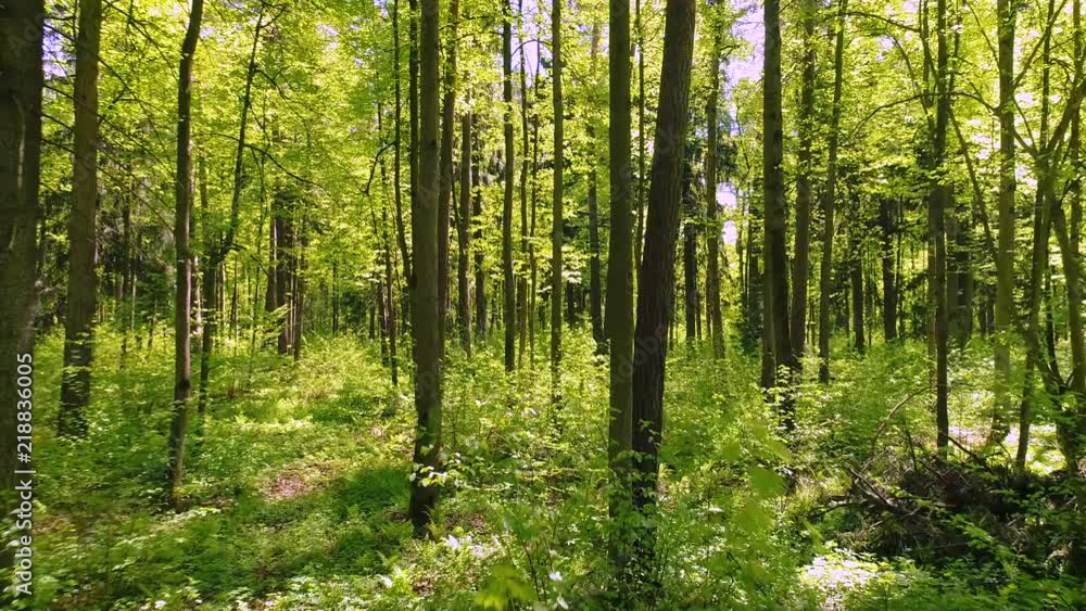 Flying between the trees in the spring forest. Flying between the trees in the spring forest.