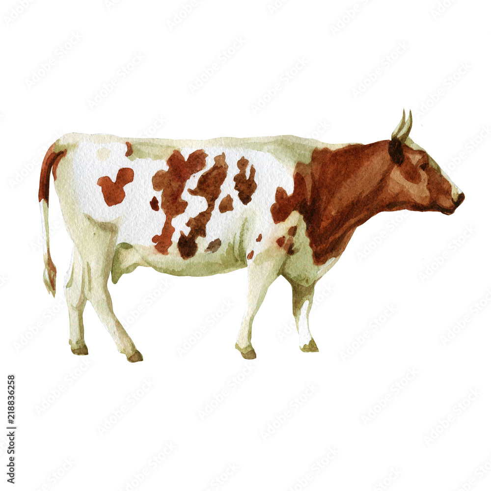 Watercolor illustration, cow. Domestic animals sketch. Illustration  isolated on white background for design,print or background. Stock  Illustration | Adobe Stock