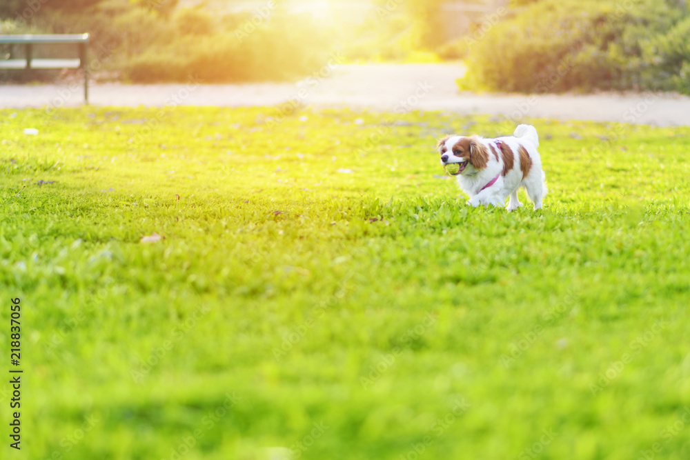Adorable Cavalier King Charles Spaniel Dog playing with yellow ball on green grass, outdoors Adorable Cavalier King Charles Spaniel Dog playing with yellow ball on green grass, outdoors