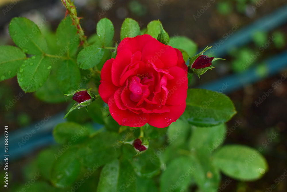 red flower and buds of Hansaland rose red flower and buds of Hansaland rose