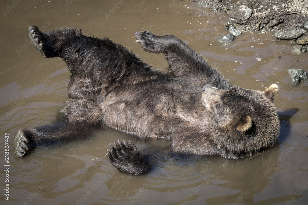 Brown Bear Cooling Off, Fortress of the Bears, Sitka, Alaska