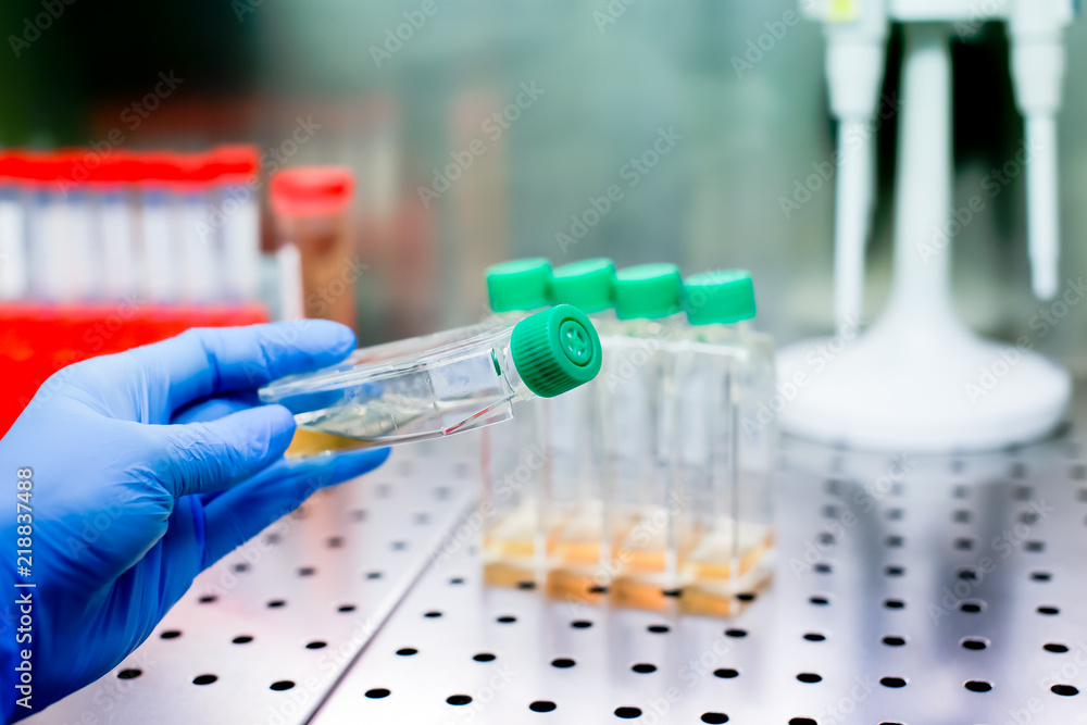 Cell culture flasks in laminar flow. Photo taken from laminar interior. Cell culture flasks in laminar flow. Photo taken from laminar interior.