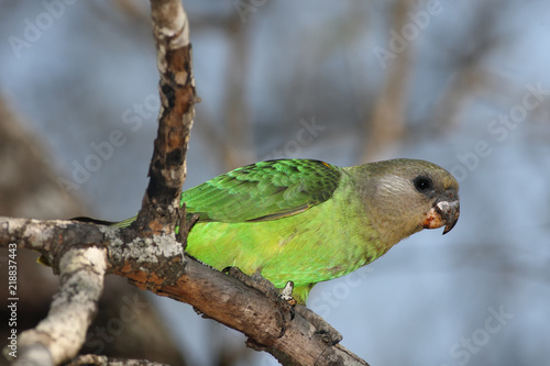 Brownheaded parrot (Poicephalus cryptoxanthus) is sitting on the branch with blue background photo