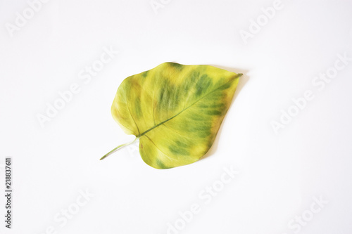 Yellow green leaf