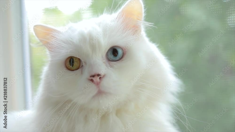 Domestic cat with complete heterochromia. White cat with different colored eyes is sitting by the window. Domestic cat with complete heterochromia. White cat with different colored eyes is sitting by the window.