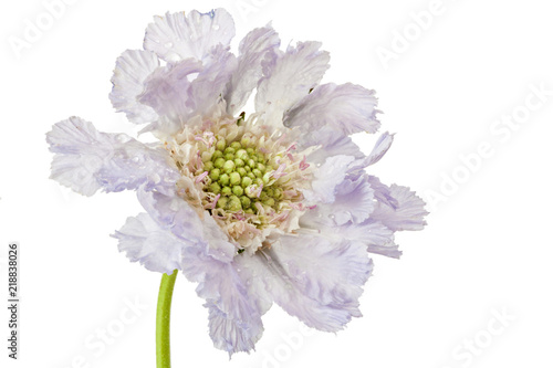 Blue skabiosa flower.