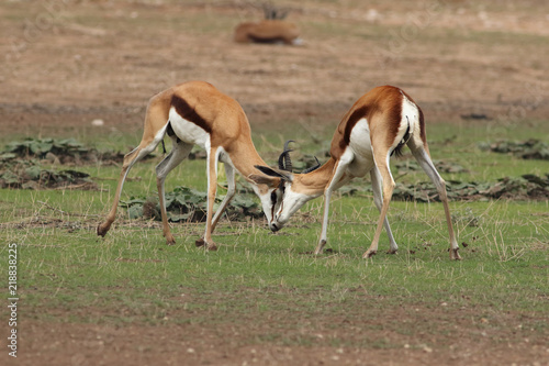 The two males of springbok (Antidorcas marsupialis) are fighting for the female in background in the dried riverbed in the desert