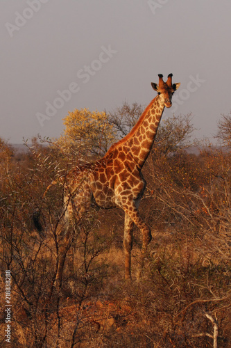 The south african giraffe (Giraffa camelopardalis giraffa) is standing in the savanna full of bush in beautiful morning sunrise