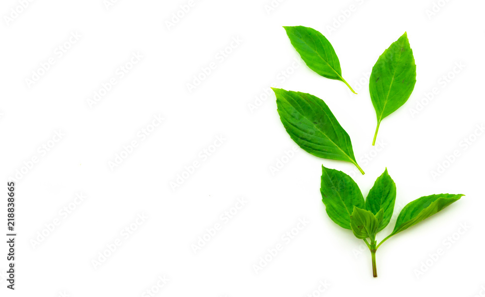 Sweet basil leaves on top Isolated on white background Sweet basil leaves on top Isolated on white background