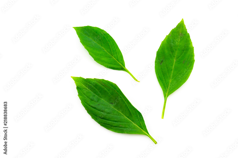 Sweet basil on top Isolated on white background Sweet basil on top Isolated on white background