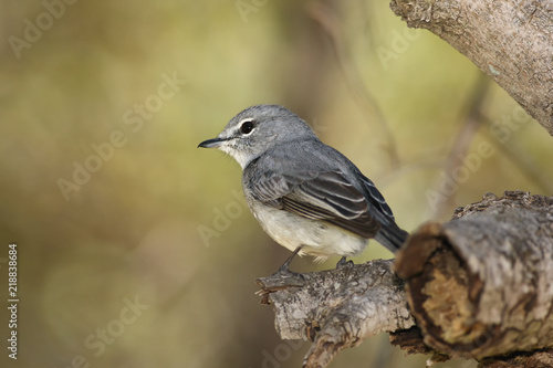 фотографія African dusky flycatcher (Muscicapa adusta)  is sitting on the branch with green