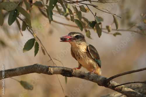 Fotografie The striped kingfisher (Halcyon chelicuti) sitting on a branch with millipedes i