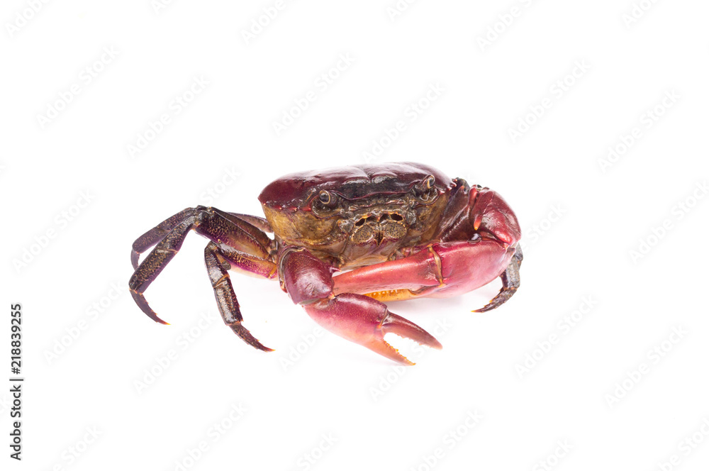 Crab (Field crab) Isolated on white background Crab (Field crab) Isolated on white background