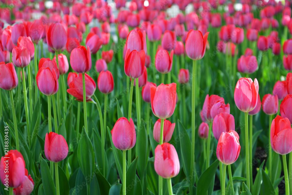 tulip, flower, spring, tulips, pink, nature, garden, flowers, purple, green, field, floral, red, beauty, plant, beautiful, blossom, park, bloom, flora, summer, petal, blooming, colorful, leaf