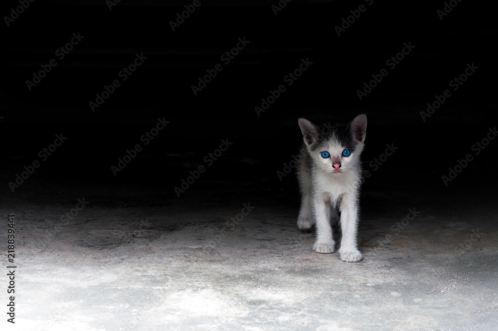 kitten with beautiful blue eyes,Animal portrait,playful cat relaxing vacation