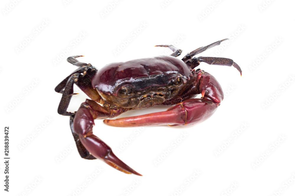 Field crab isolated on white background