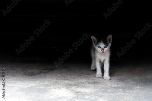 kitten with beautiful blue eyes,Animal portrait,playful cat relaxing vacation © rawintanpin