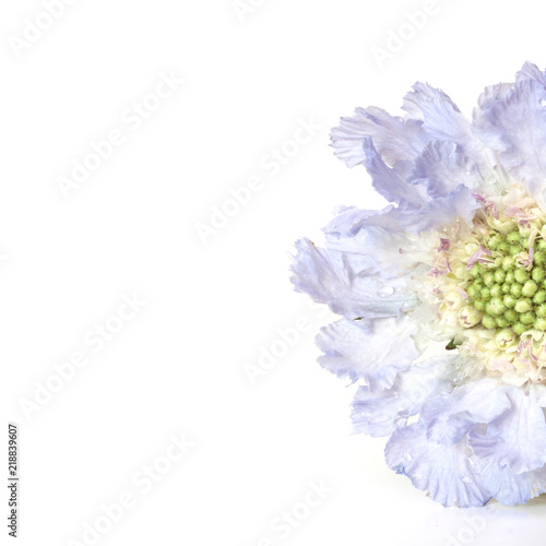 Blue skabiosa flower.