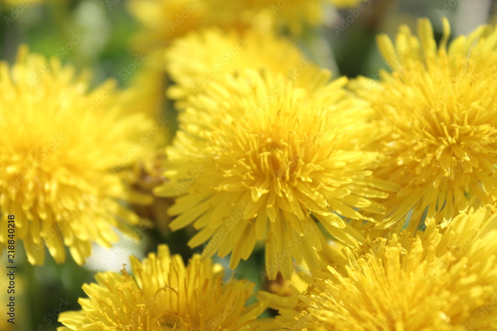 Obraz premium Flower