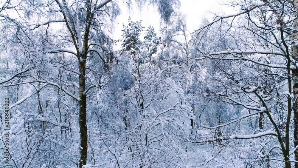 Snowy branches in forest. Winter fairy background Snowy branches in forest. Winter fairy background