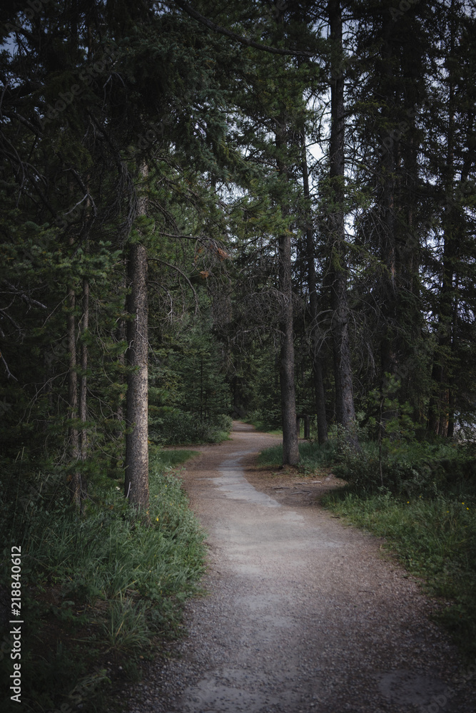 Fototapeta premium road in the forest