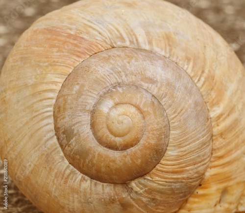 Colorful snail shell (Helix pomatia).