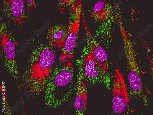Mitochondria staining photo