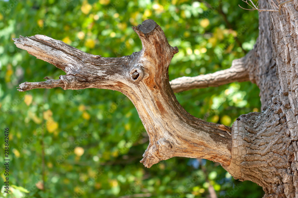 Fototapeta premium Twig on tree