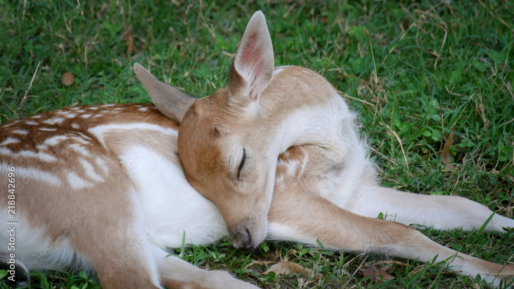 Obraz premium Young, baby deer laying and sleeping in the grass at meadow
