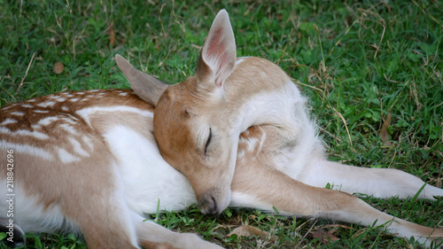 Young, baby deer laying and sleeping in the grass at meadow