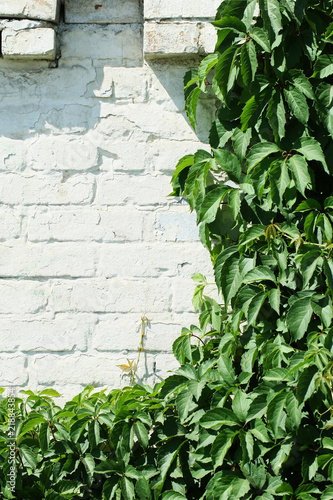 wild grapes on a white brick wall