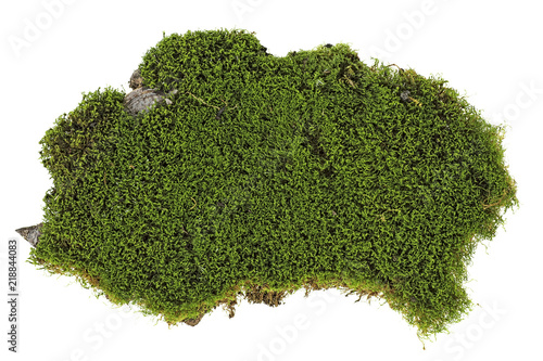 Photography Piece of green moss on white background, top view.