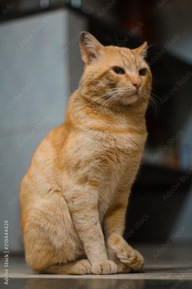 a beautiful yellow cat sitting on the floor